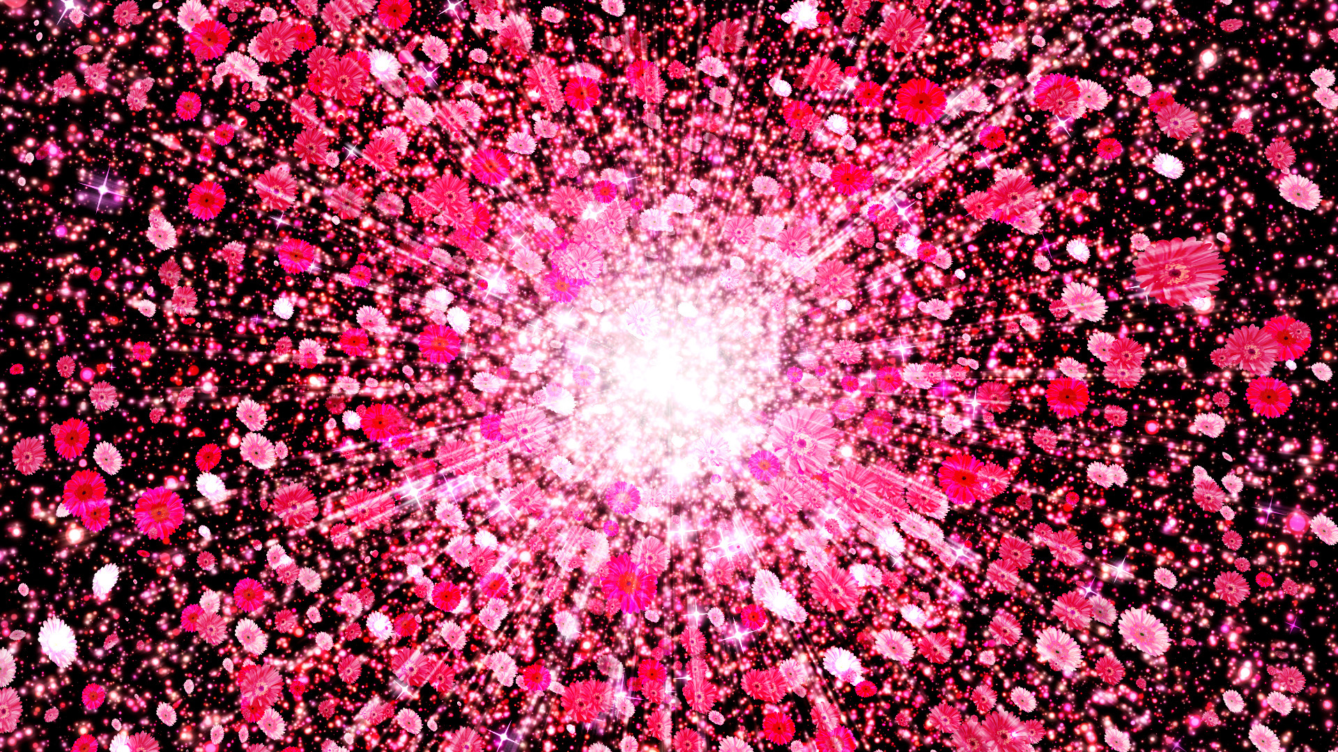 光とピンクのガーベラ