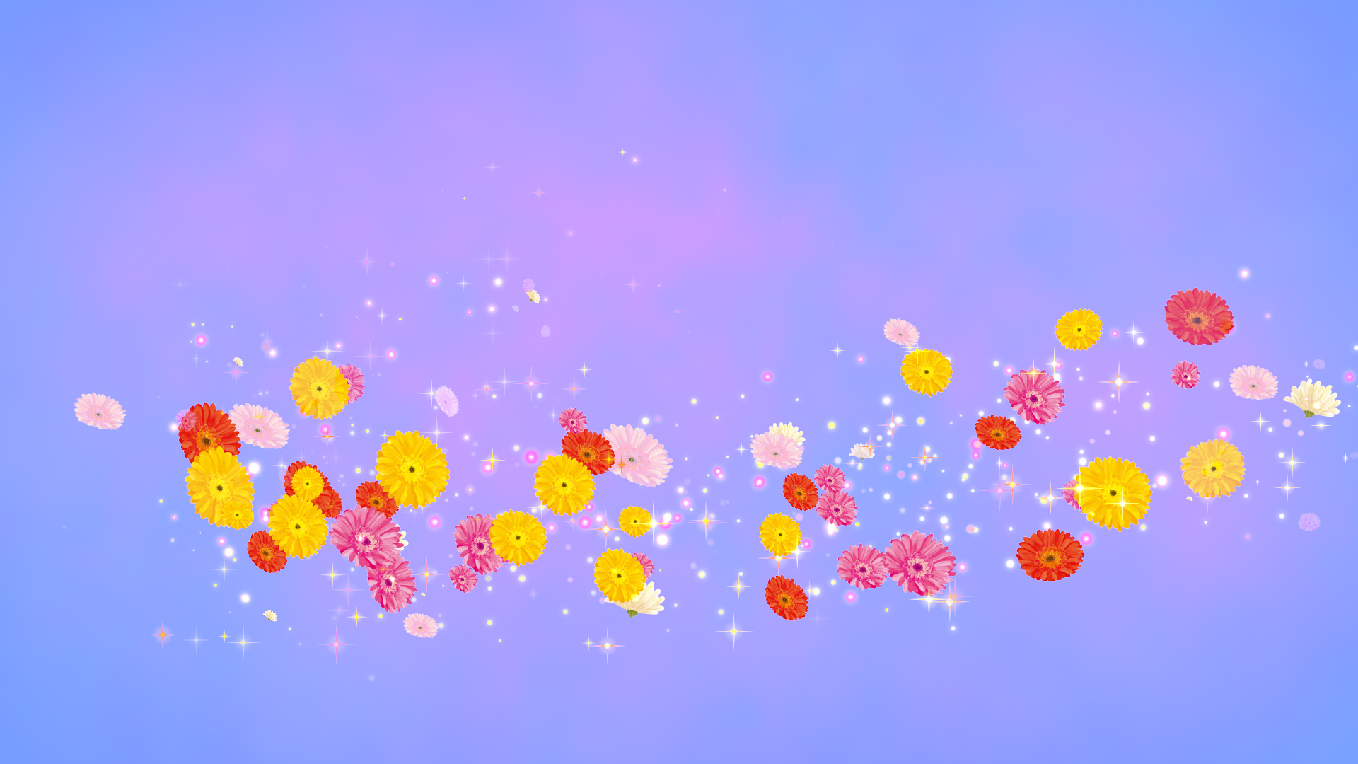 ガーベラ（回転）-青い背景