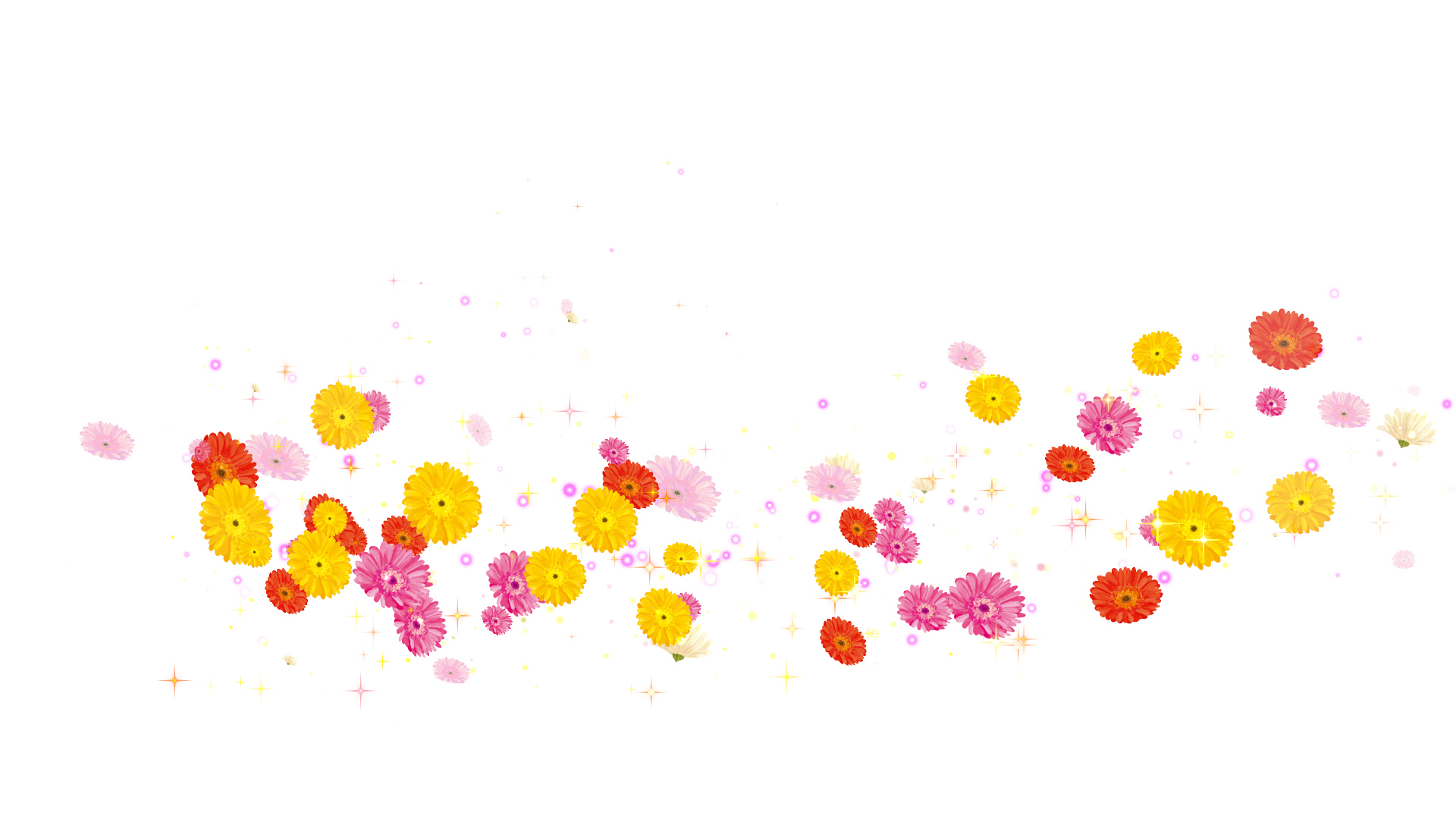 ガーベラ（回転）-白い背景