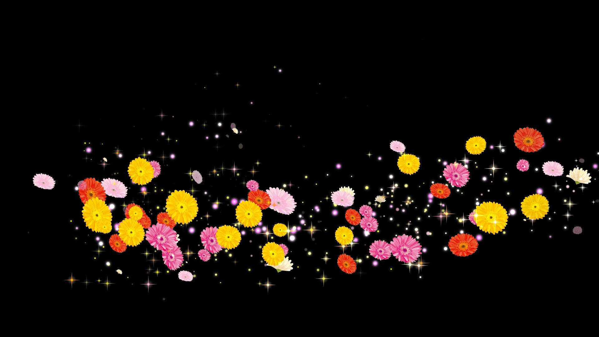 ガーベラ（回転）