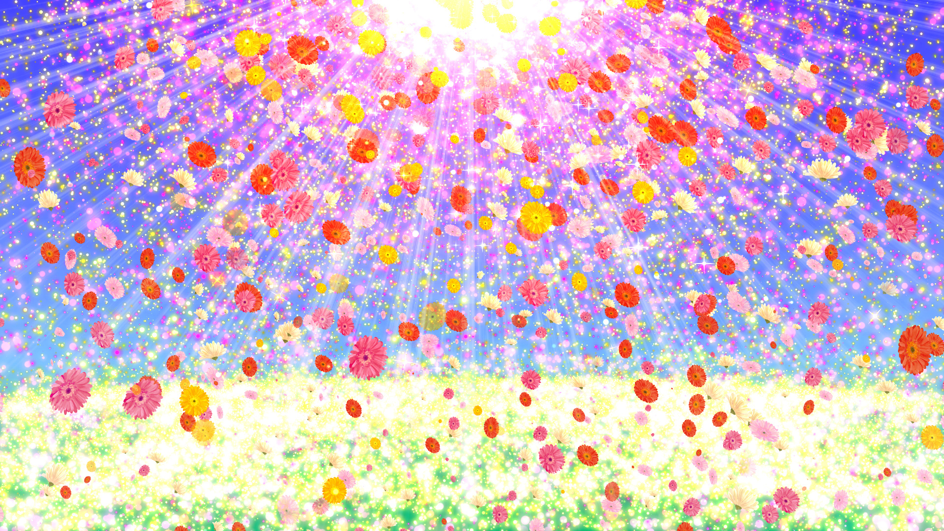 ガーベラと空の光