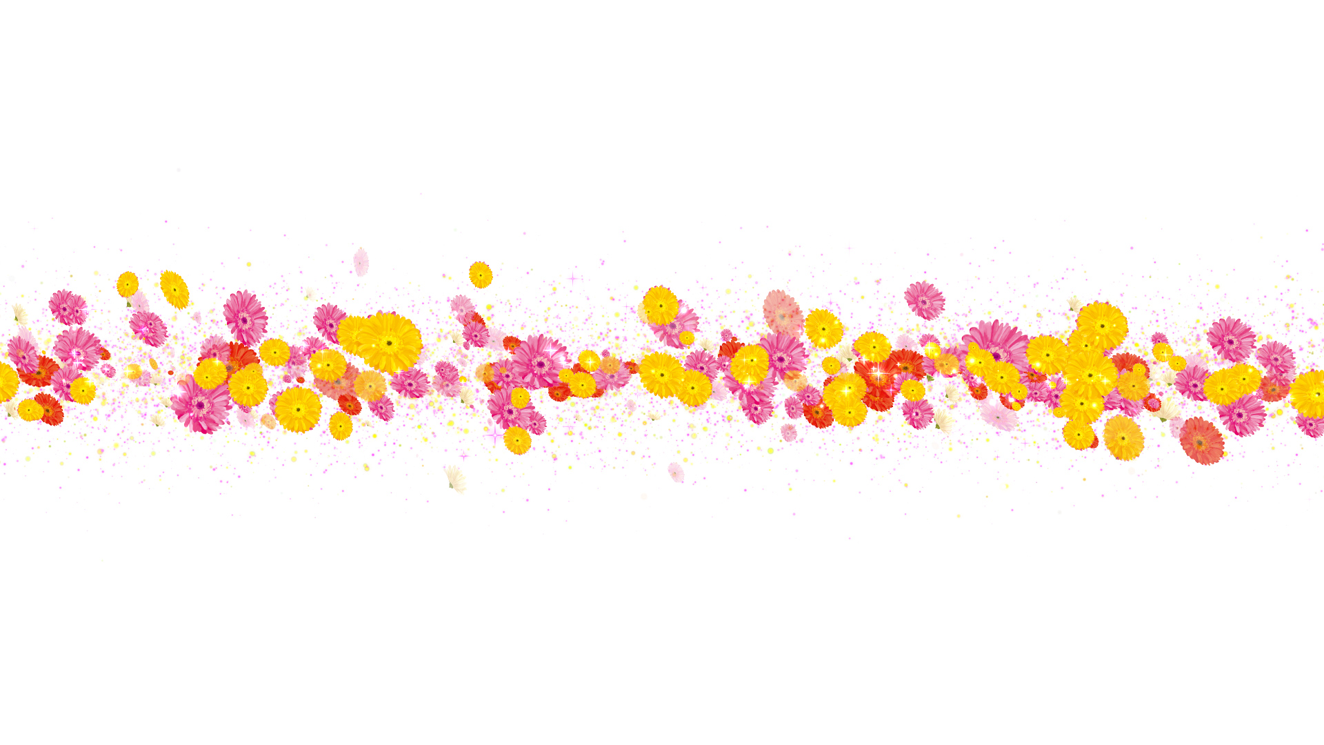 ガーベラ（タイトル用）-白い背景