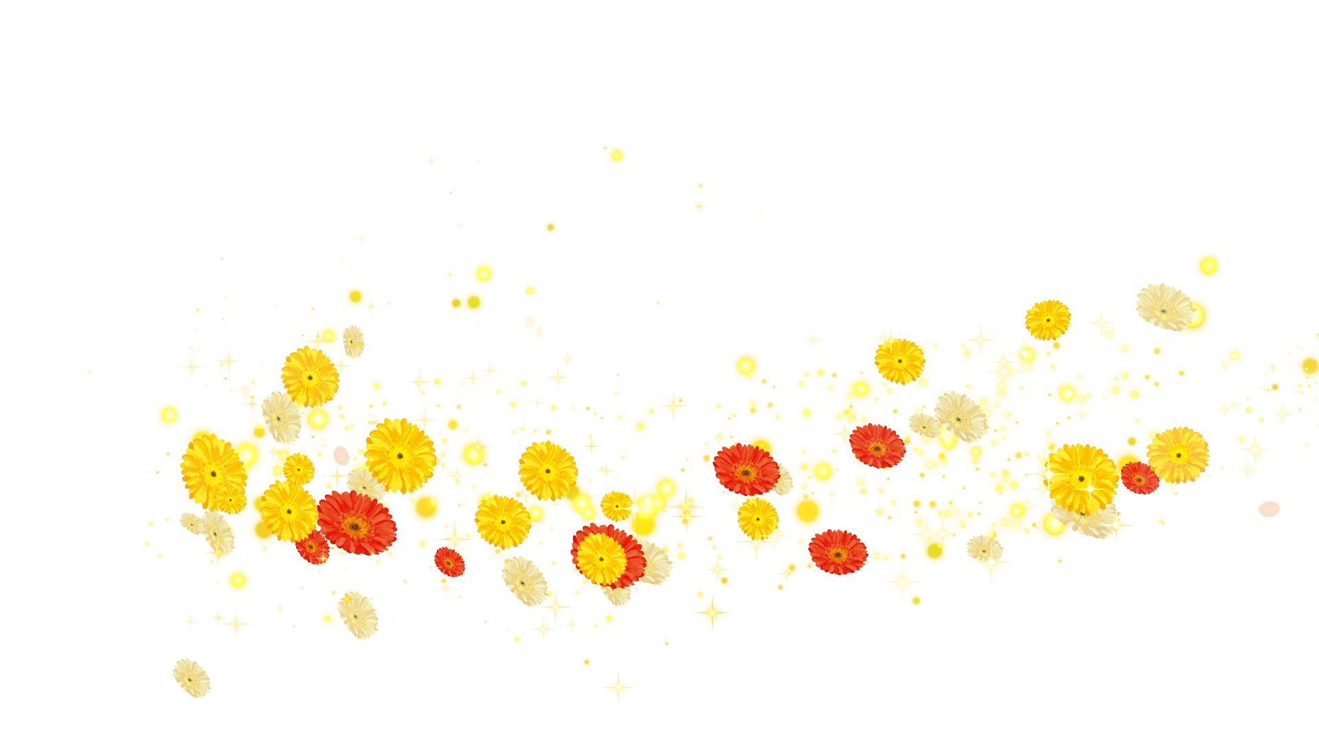 黄色いガーベラ（回転）-白い背景