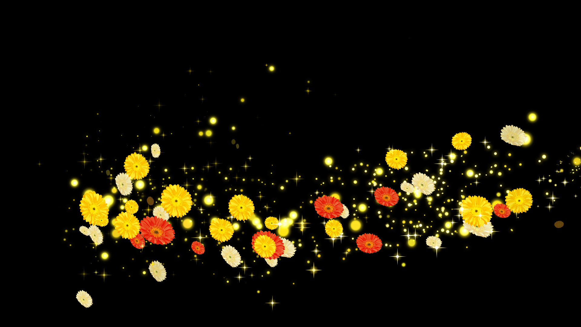 黄色いガーベラ（回転）