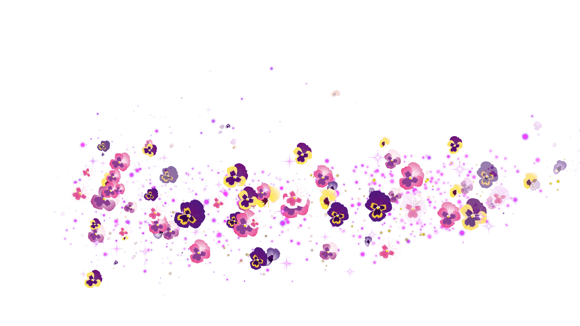 春のパンジー（回転）-白い背景