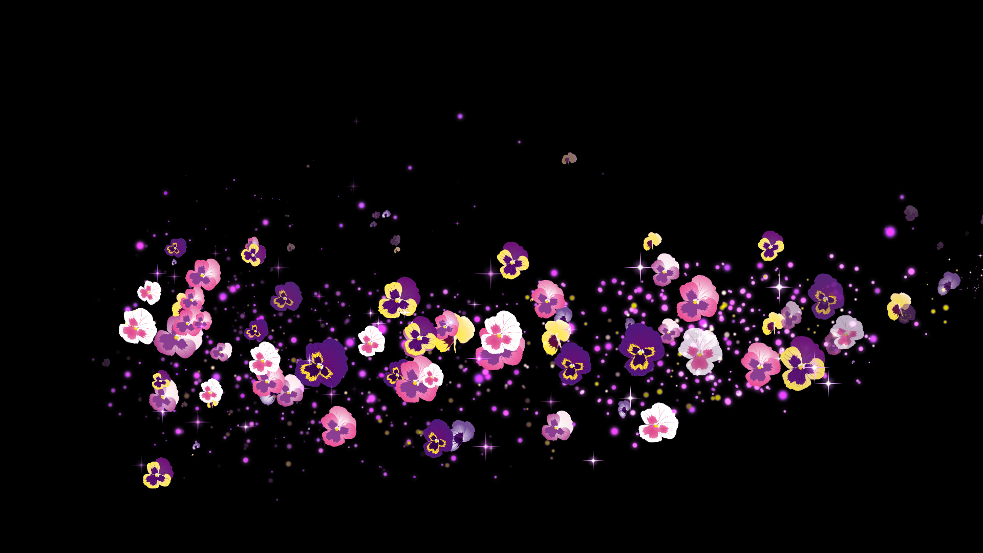 春のパンジー（回転）