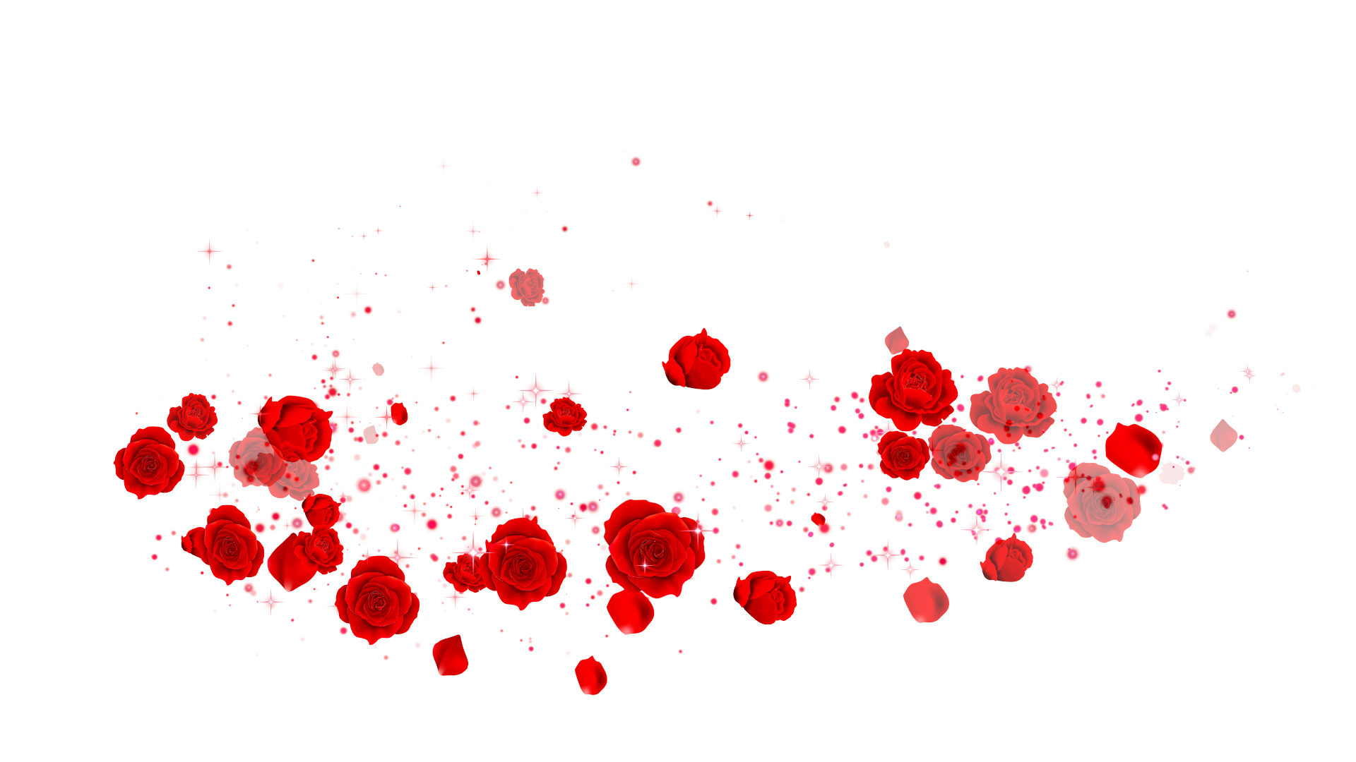 春のバラ（回転）-白い背景