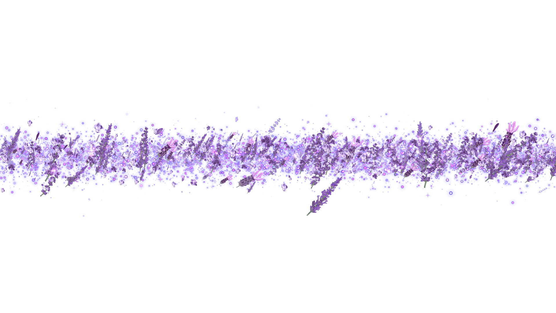 夏のラベンダー（タイトル用）-白バック