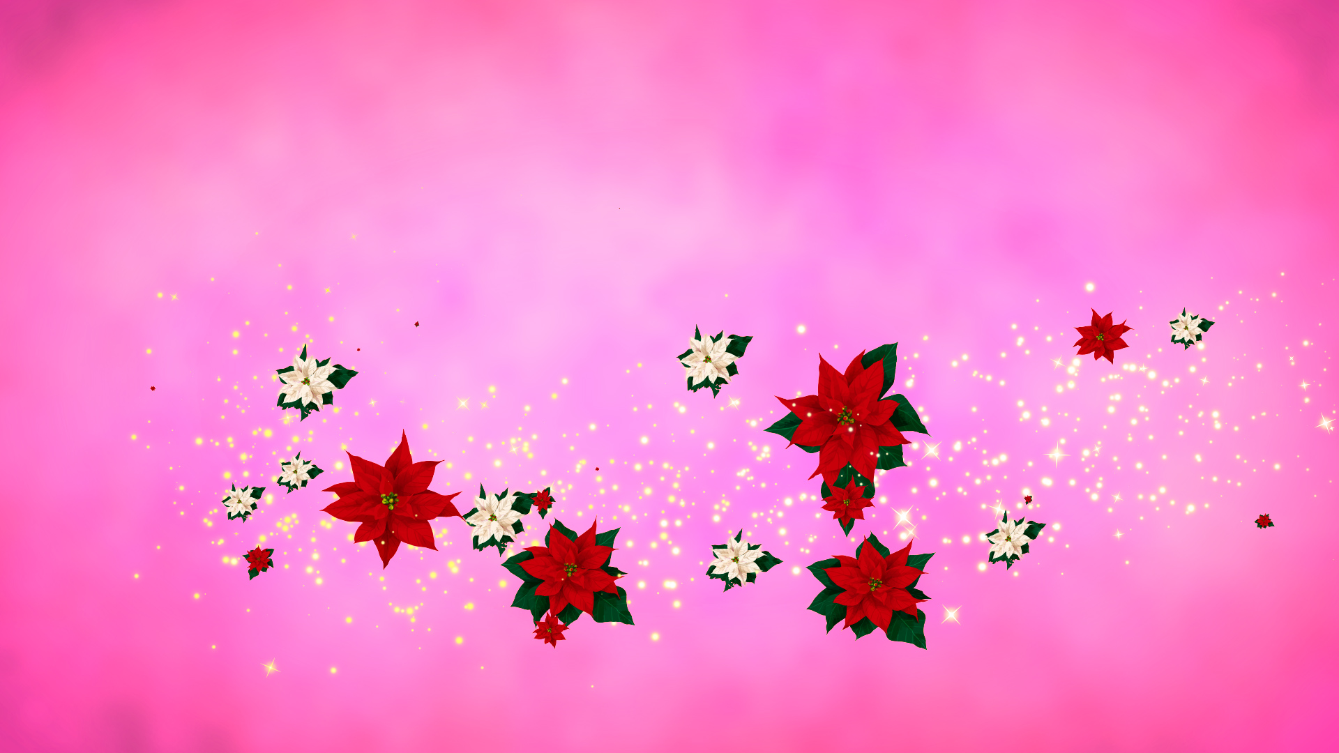 冬のポインセチア（回転）-ピンクバック