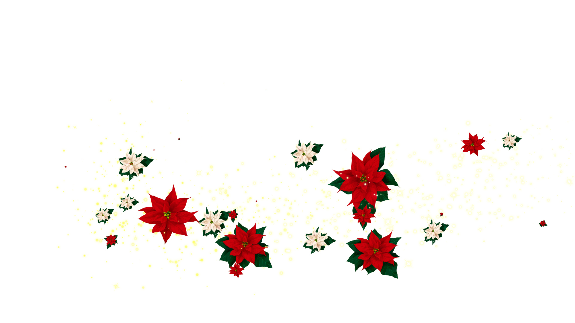 冬のポインセチア（回転）-白バック