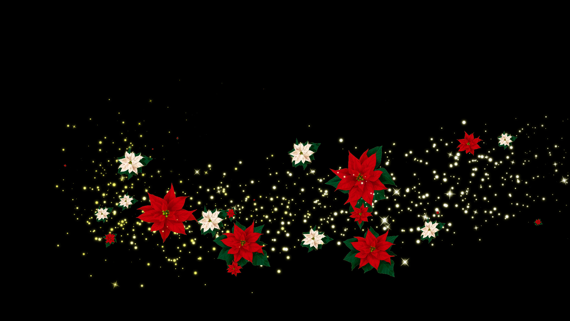 冬のポインセチア（回転）