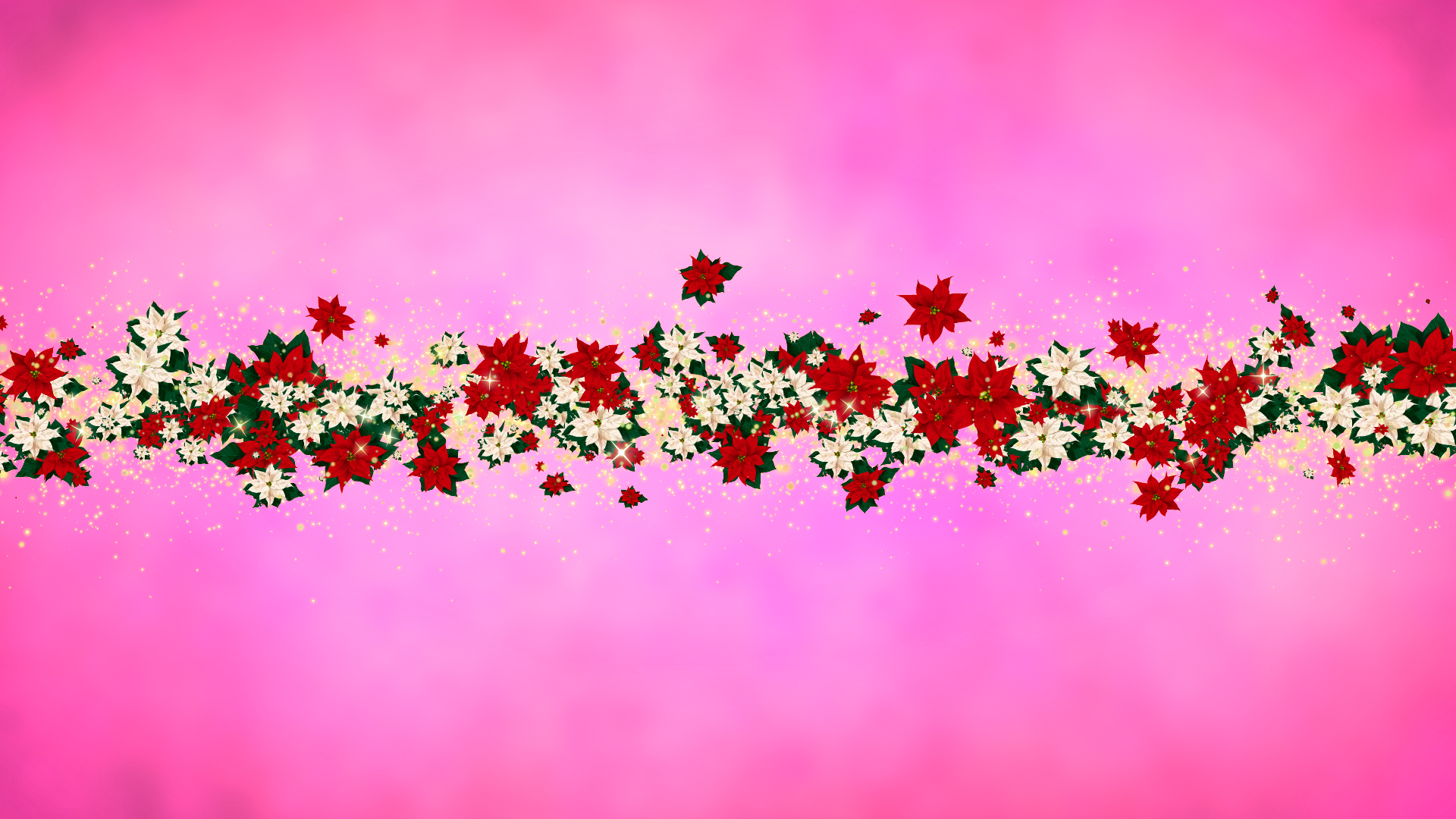 冬のポインセチア タイトル用-ピンクバック